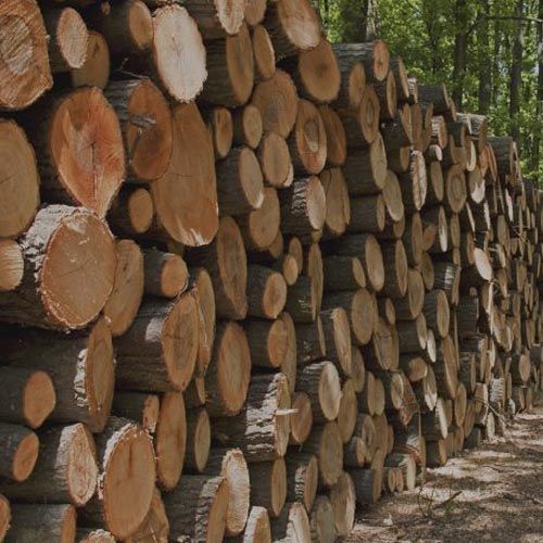 FSC Certification Ensure Responsible Sourcing and Environmental Sustainability - Small 1.jpg